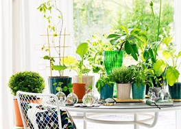 植物吸附甲醛真的靠譜嗎？